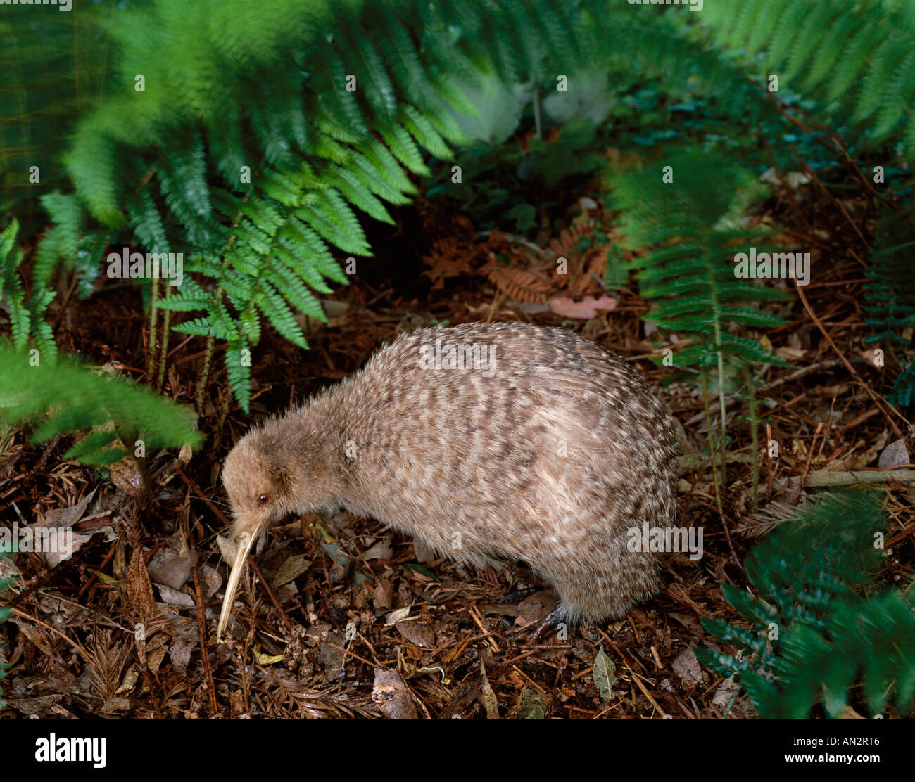 Oiseaux Little Spotted Kiwi North Island New Zealand