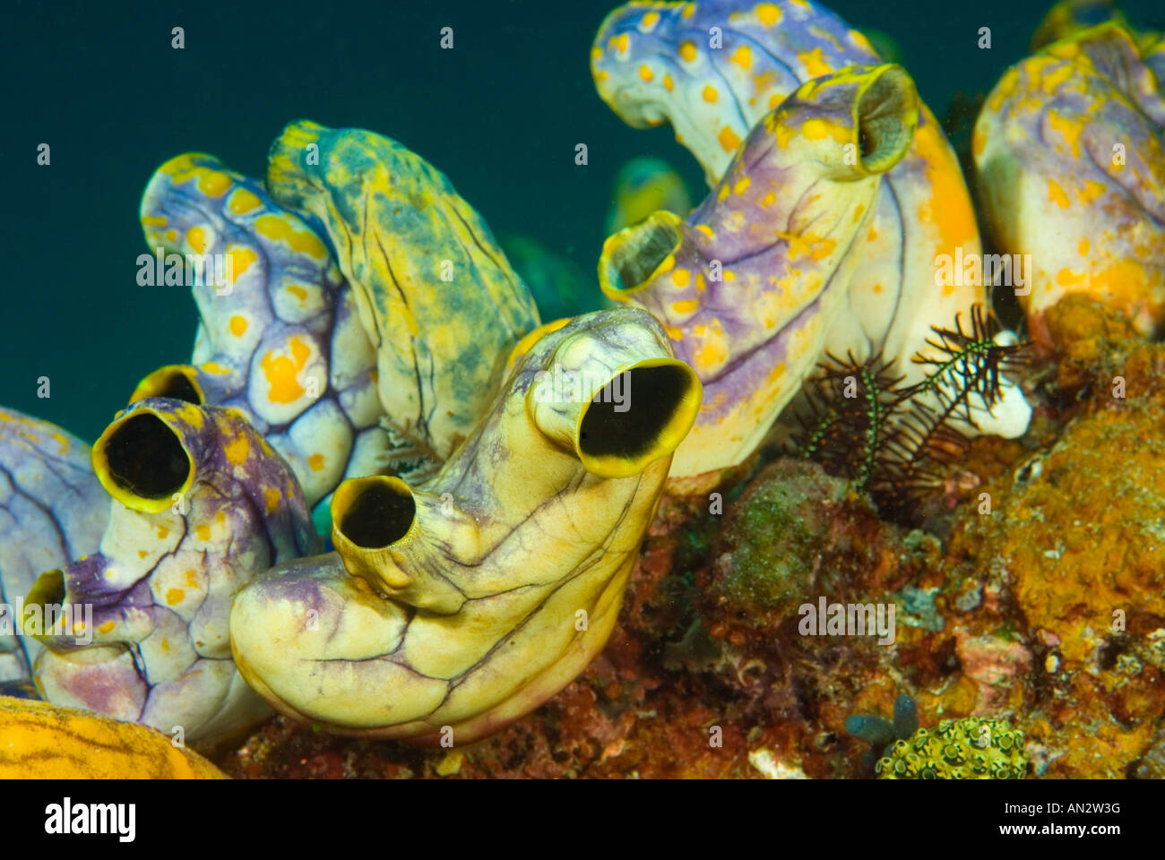 Les ascidies Polycarpa aurata Parc National de Komodo en Indonésie Banque D'Images