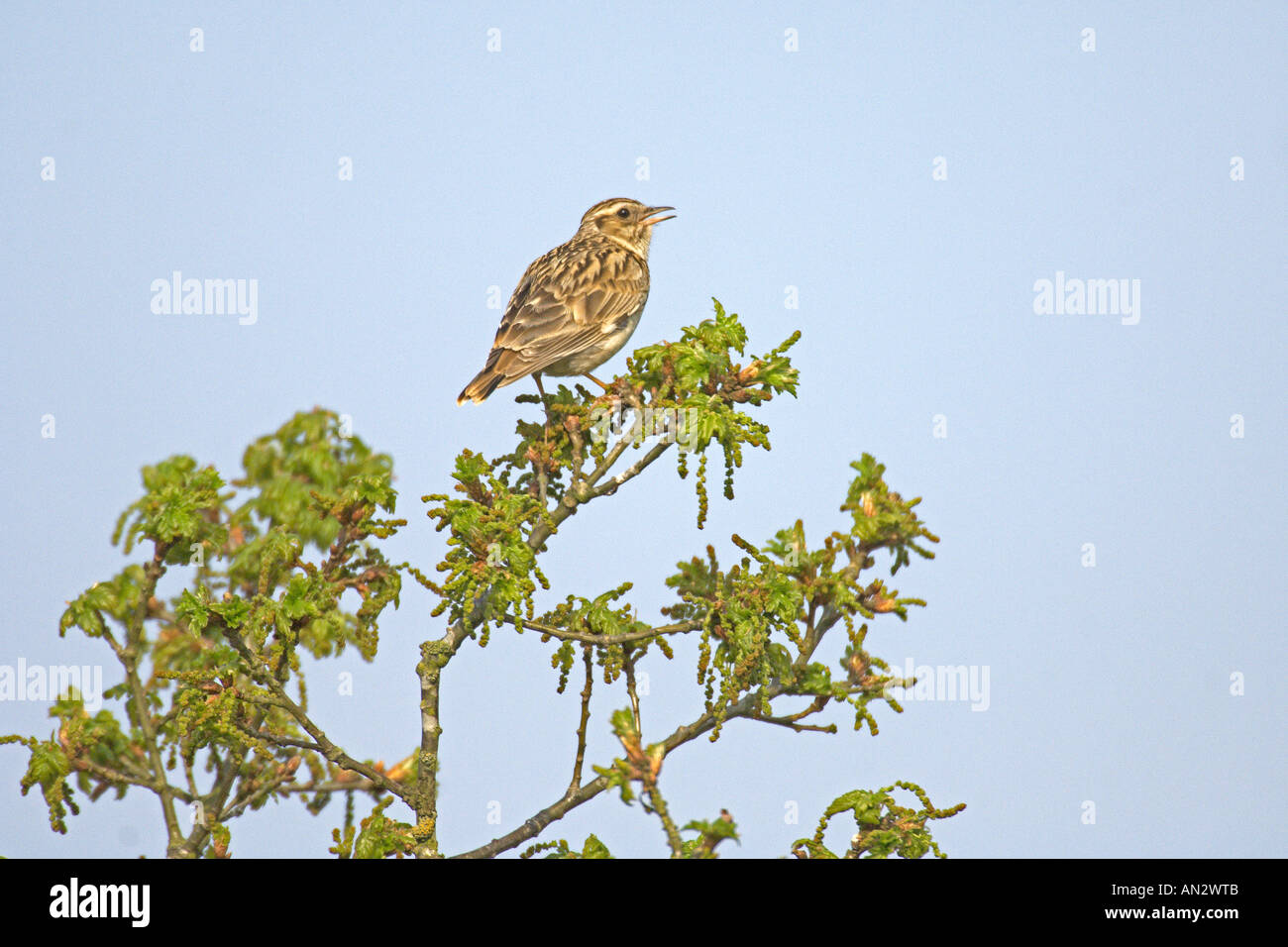 Ou Woodlark lark Lullula arborea bois chant adultes dans la région de Oak tree Surrey England peut Banque D'Images Ou Woodlark lark Lullula arborea bois chant adultes dans la région de Oak tree Surrey England peut Banque D'Images