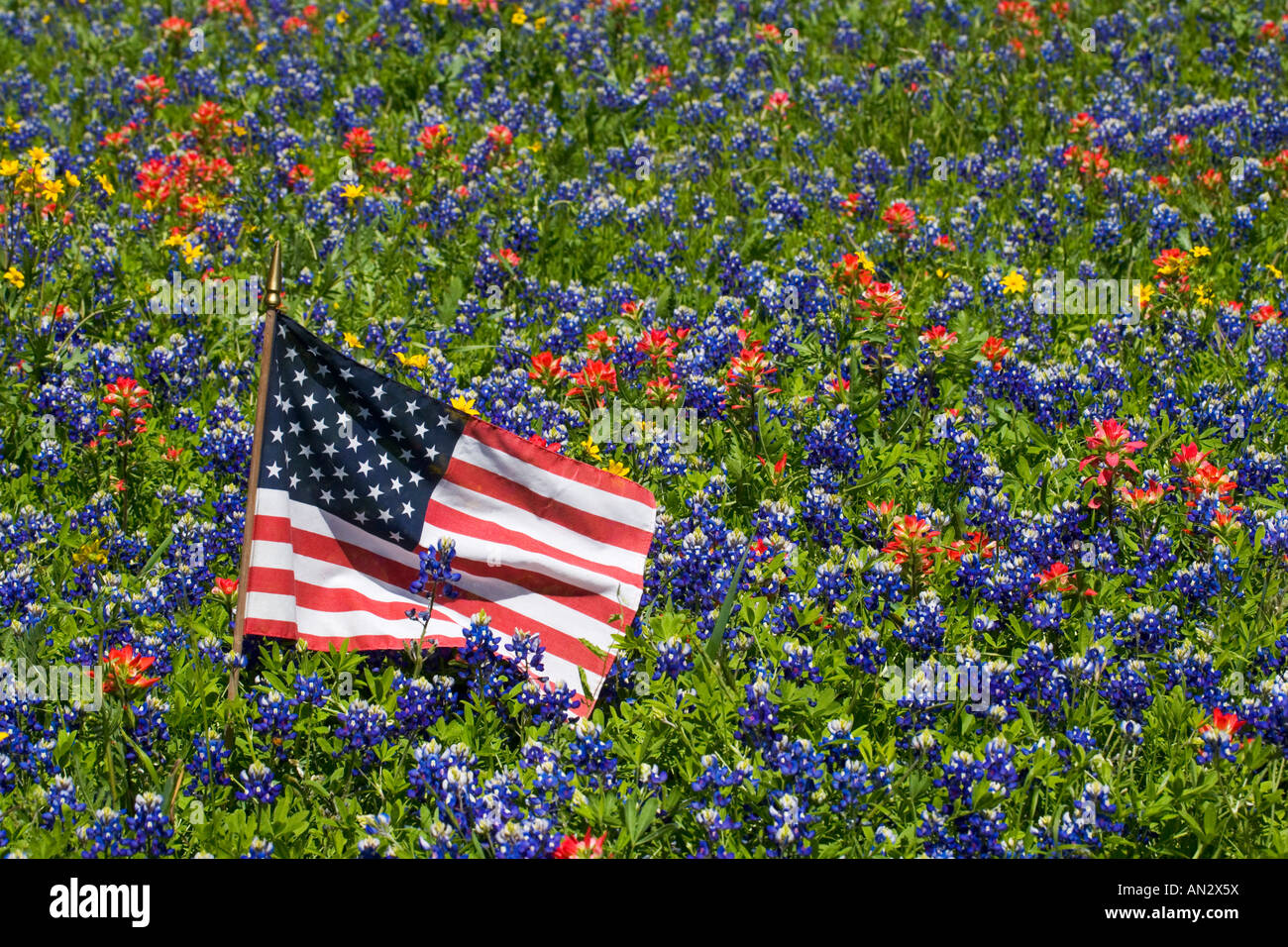 Drapeau américain en matière de Blue Bonnets, Pinceau Texas Hill Country Banque D'Images