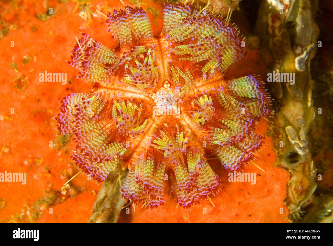 Asthenosoma varium oursin venimeux le Parc National de Komodo en Indonésie Banque D'Images