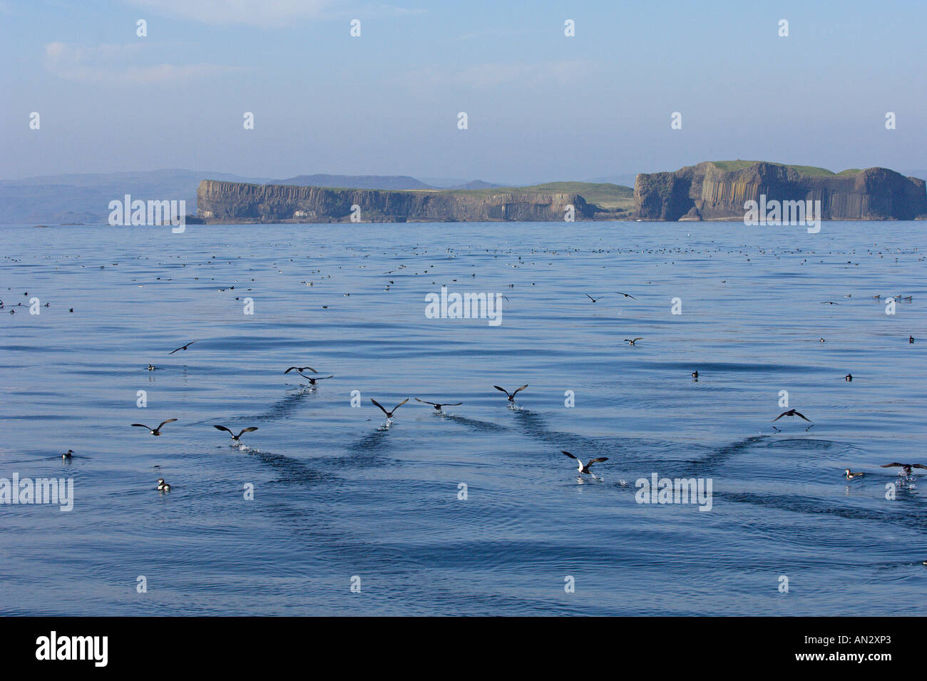 Série de puffins des Anglais (Puffinus puffinus taking flight près de l'île de Staffa Treshnish Isles Ecosse Juin Banque D'Images