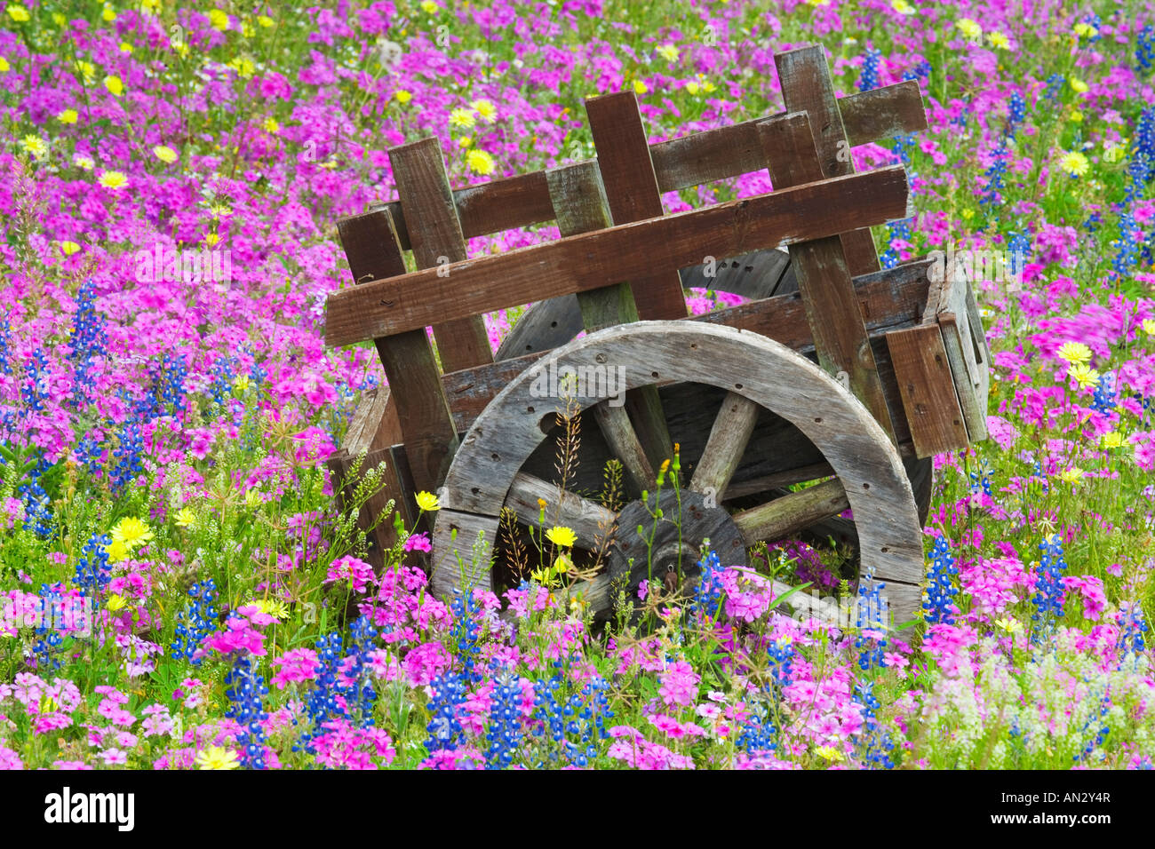 Panier en bois dans la zone de Phlox, Blue Bonnets de chênes srpingtime Devine près de Texas. Banque D'Images