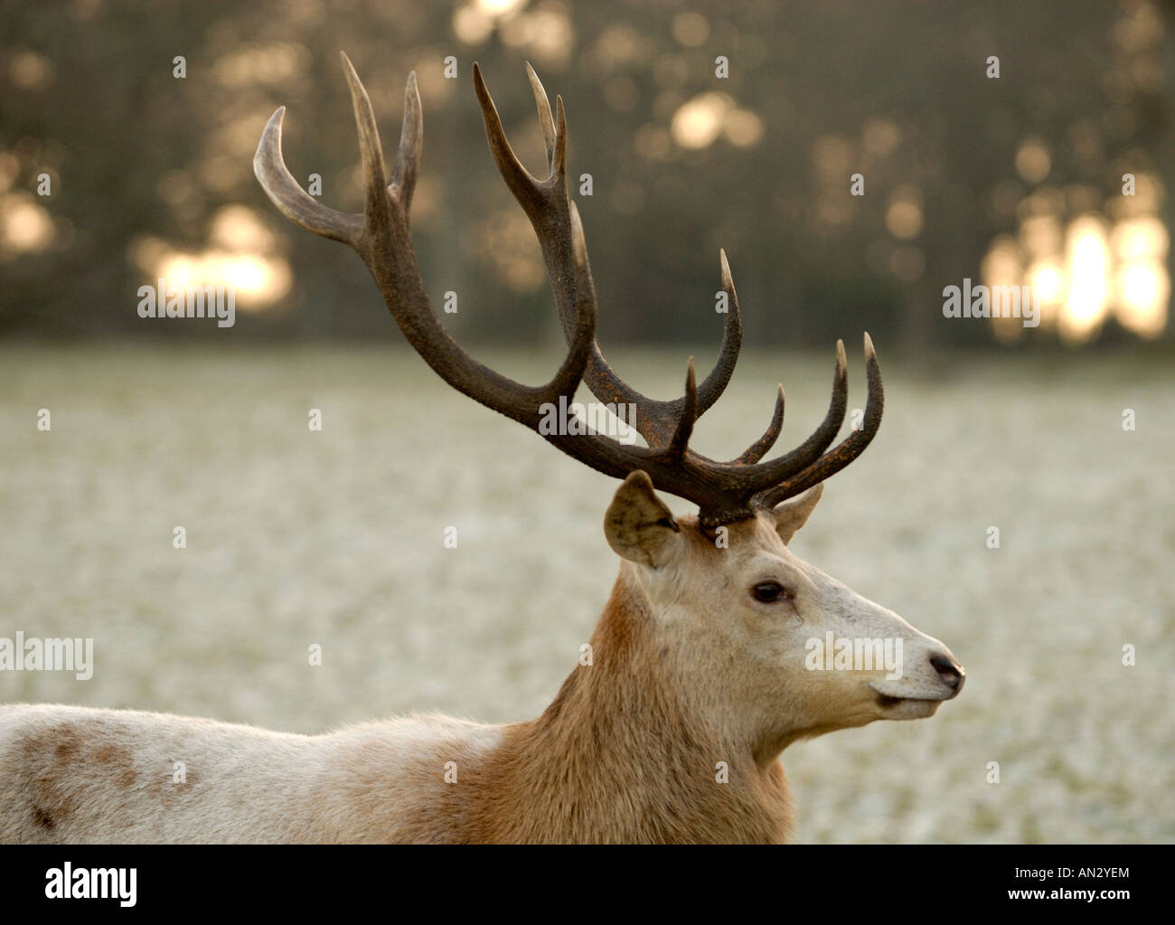 Le calcaire blanc Red Deer stag vu au début de l'hiver soleil à Château de Culzean en Ayrshire, Ecosse. Banque D'Images