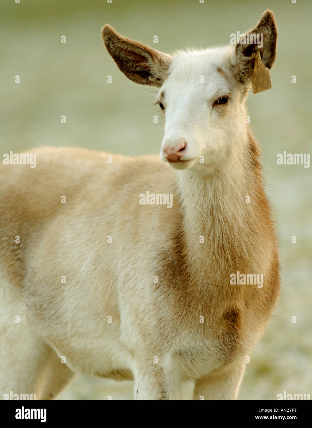 Une femelle white Red Deer vu au début de l'hiver du soleil au Château de Culzean en Ayrshire, Ecosse. Banque D'Images
