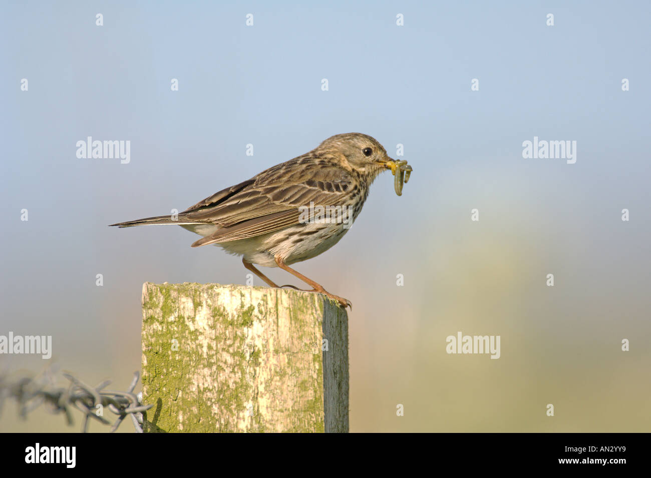 Meadow pipit spioncelle Anthus pratensis reproductrices adultes transportant de la nourriture pour nicher à l'île de Oronsay Juin Ecosse Banque D'Images