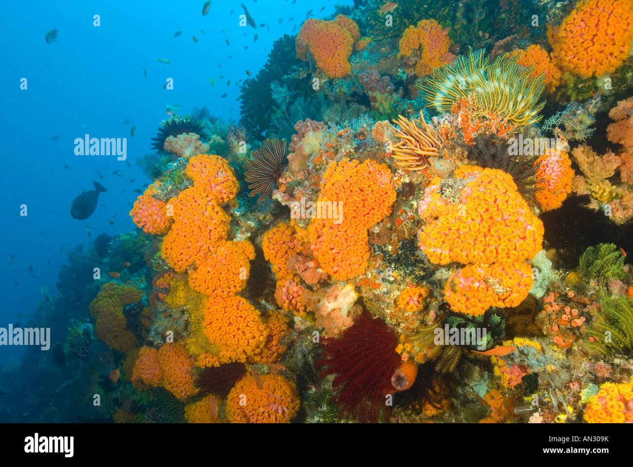 Récif coloré scenic avec coraux tubastrea et crinoïdes Parc National de Komodo en Indonésie Banque D'Images