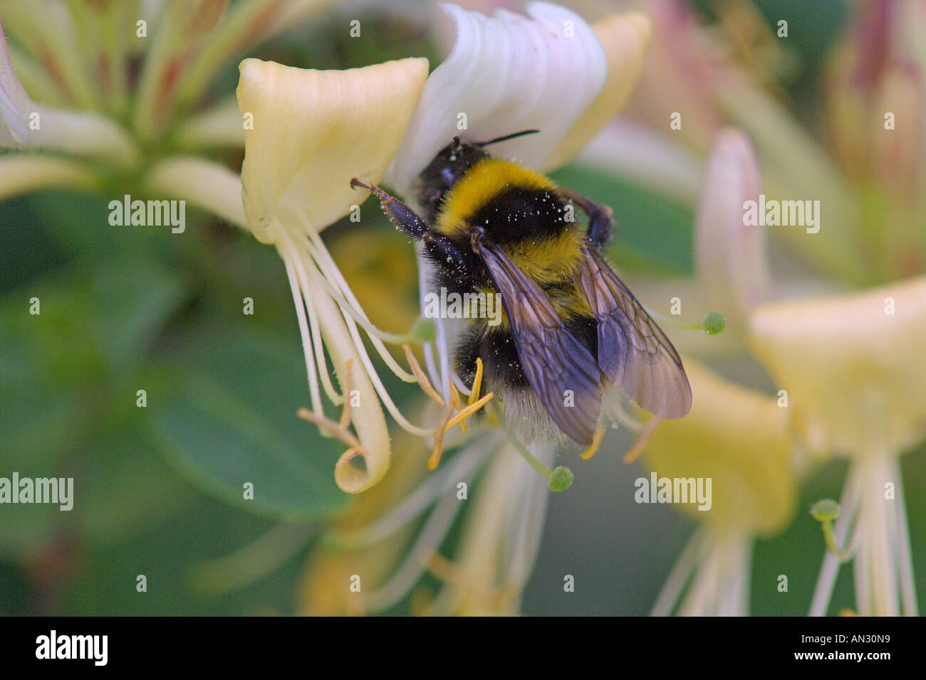 Bourdon Bombus lucorum la pollinisation des fleurs de Chèvrefeuille Lonicera periclymenum Bedfordshire Angleterre Juillet Banque D'Images