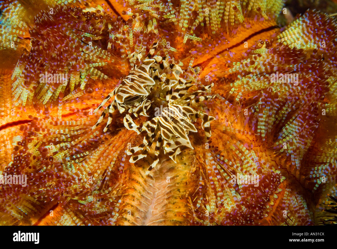 Les crabes Zebra Zebrida adamsii sur un feu Asthenosoma varium oursin le Parc National de Komodo en Indonésie Banque D'Images