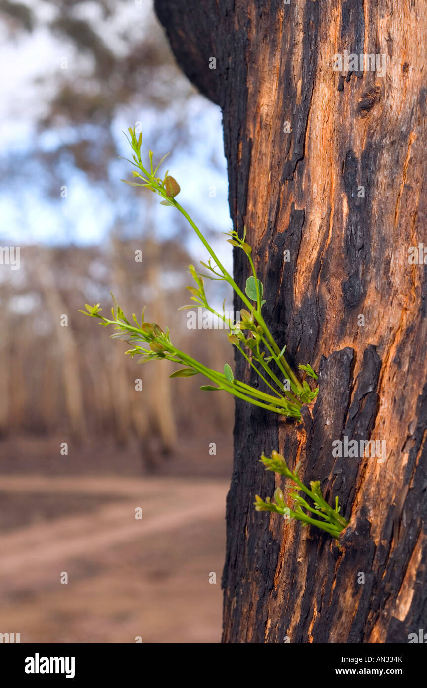 Une régénération gumtree après un incendie Banque D'Images