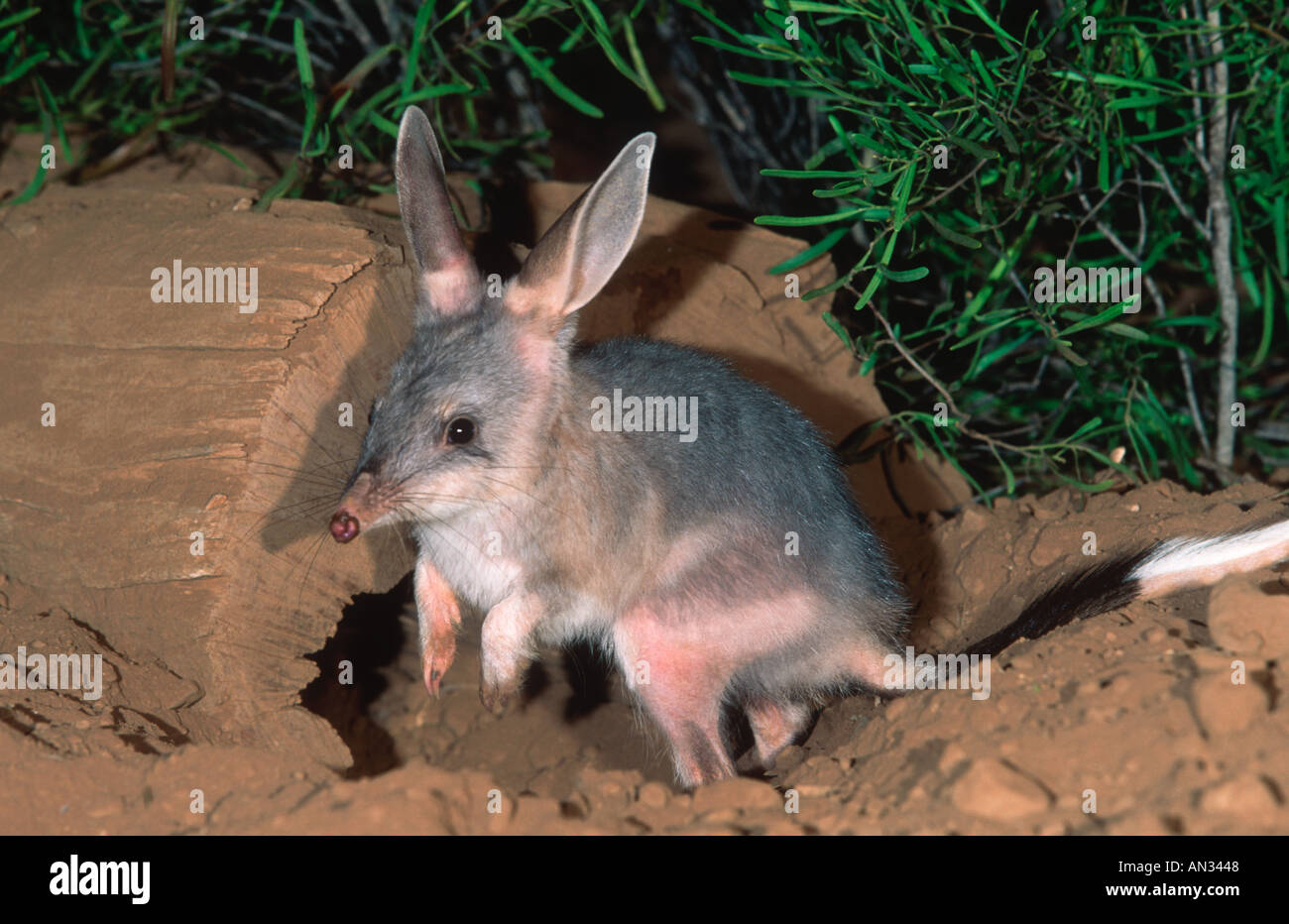 Bilby Macrotis lagotis moyennes Lapin disparition marsupial Australie Banque D'Images