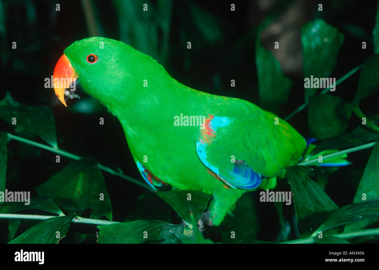 Perroquet Eclectus roratus Eclectus mâle femelle est rouge et vert est l'Australie Banque D'Images