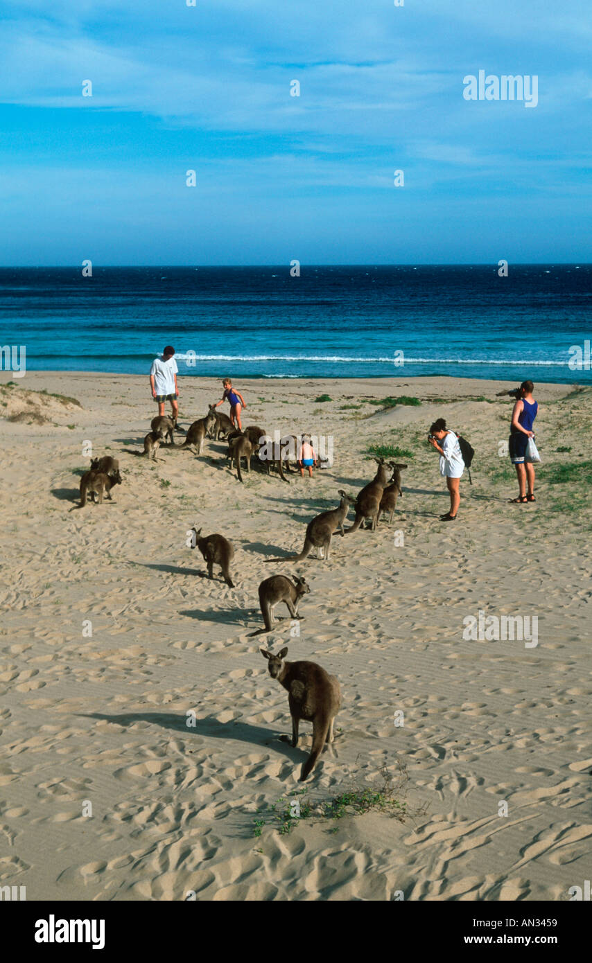 Les kangourous gris de l'Est et les touristes sur la plage en Australie Banque D'Images