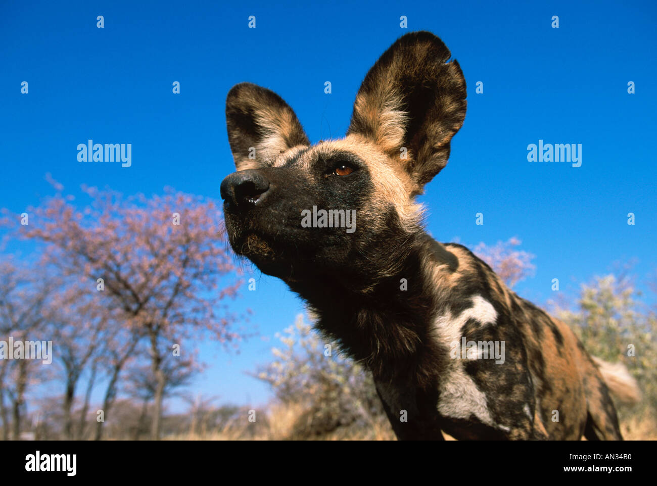 Chien sauvage d'Afrique Lycaon pictus adultes Portrait d'espèces en Afrique subsaharienne Banque D'Images Chien sauvage d'Afrique Lycaon pictus adultes Portrait d'espèces en Afrique subsaharienne Banque D'Images