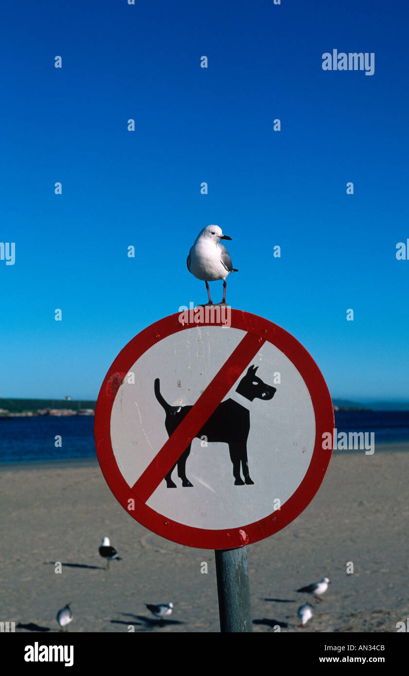 Seagull sur Chiens non admis sign Beach Cape Town Afrique du Sud Banque D'Images