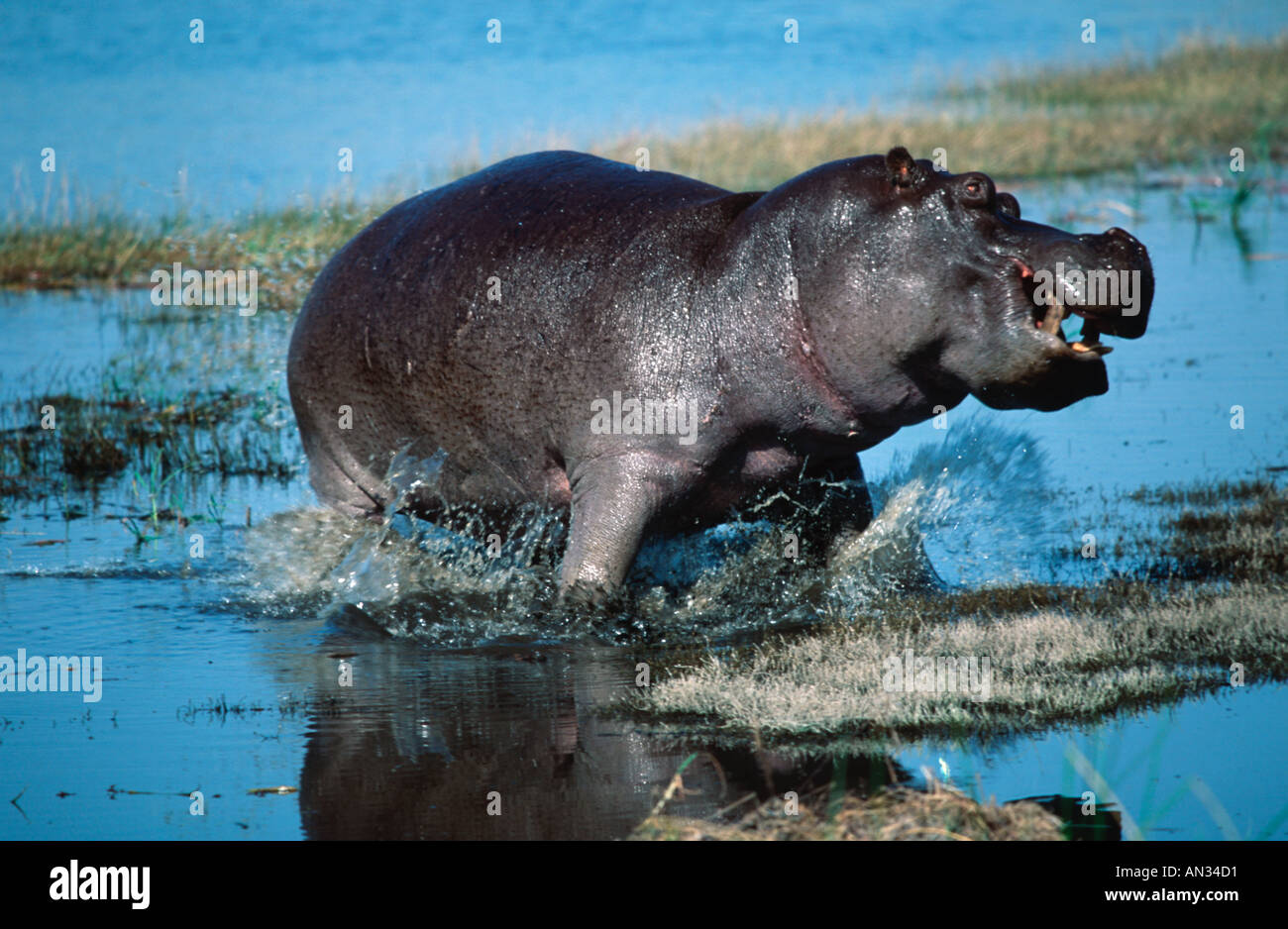 Hippopotamus Hippopotamus amphibius Afrique sub-saharienne Banque D'Images
