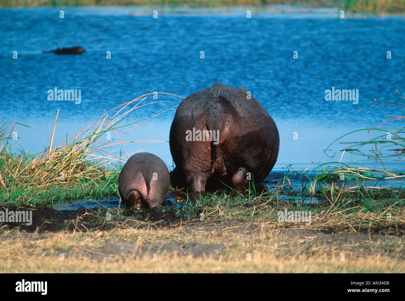 Hippopotamus Hippopotamus amphibius avec de jeunes adultes dans le parc national de Chobe au Botswana l'Afrique subsaharienne Banque D'Images