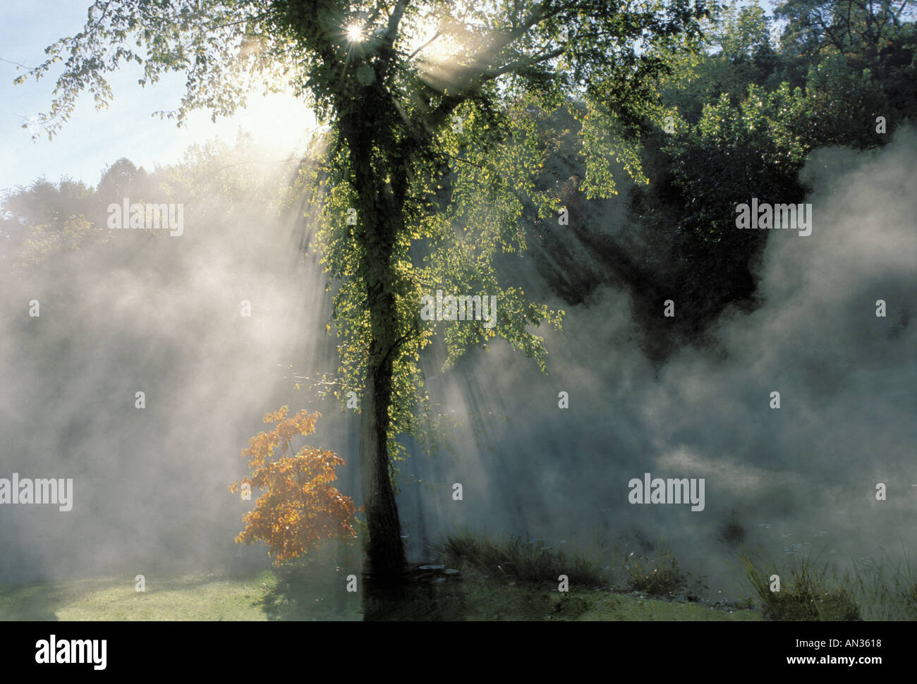 Comme les rayons de soleil réchauffer l'air une brume matinale se lève de son un étang par l'Orme rouge et arbres en automne, Sassafras Missouri USA Banque D'Images