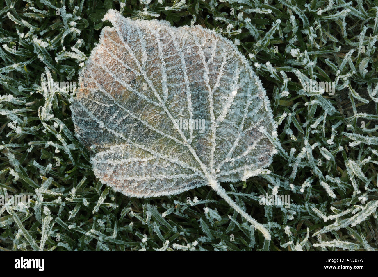 Gros plan d'une feuille couverte de glace allongé sur herbe gelée à Beckenham Place Park, Lewisham Banque D'Images