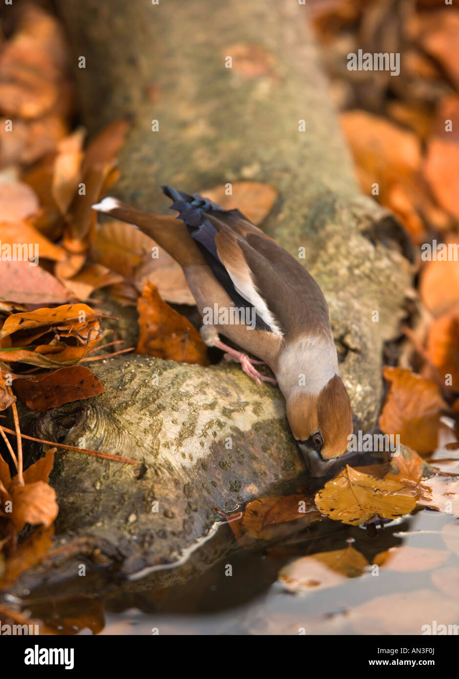Coccothraustes coccothraustes hawfinch boire d'une petit étang Banque D'Images