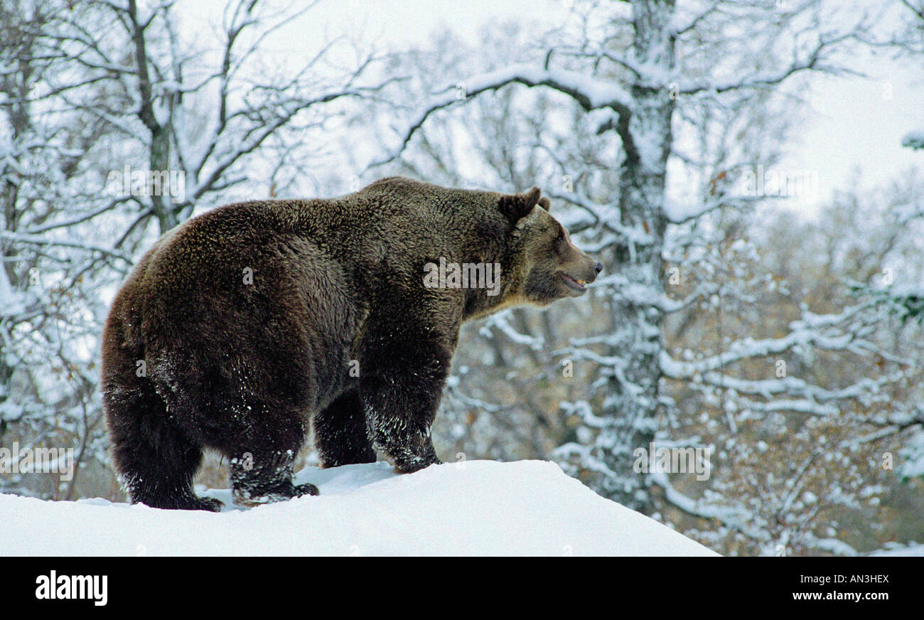 L'ours grizzli Ursus horribilis Zoo de Winnipeg Manitoba CANADA Novembre captifs Adultes Banque D'Images