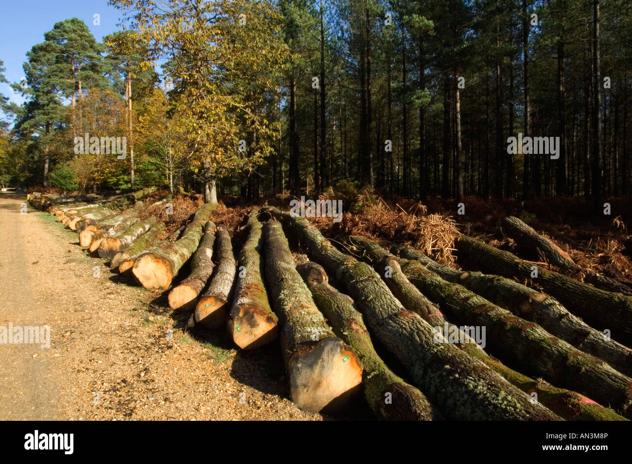 Couper des arbres couchés sur le sol dans le parc national New Forest, Hampshire, Royaume-Uni Banque D'Images