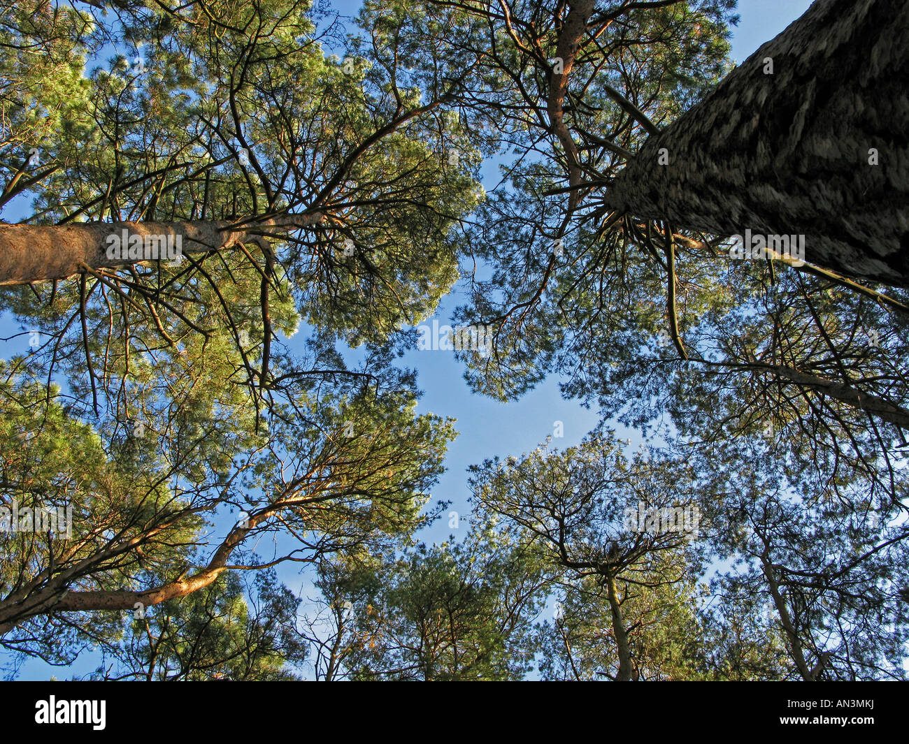 À la recherche jusqu'à Pine Tree Canopy en forêt, Dorset, UK Banque D'Images
