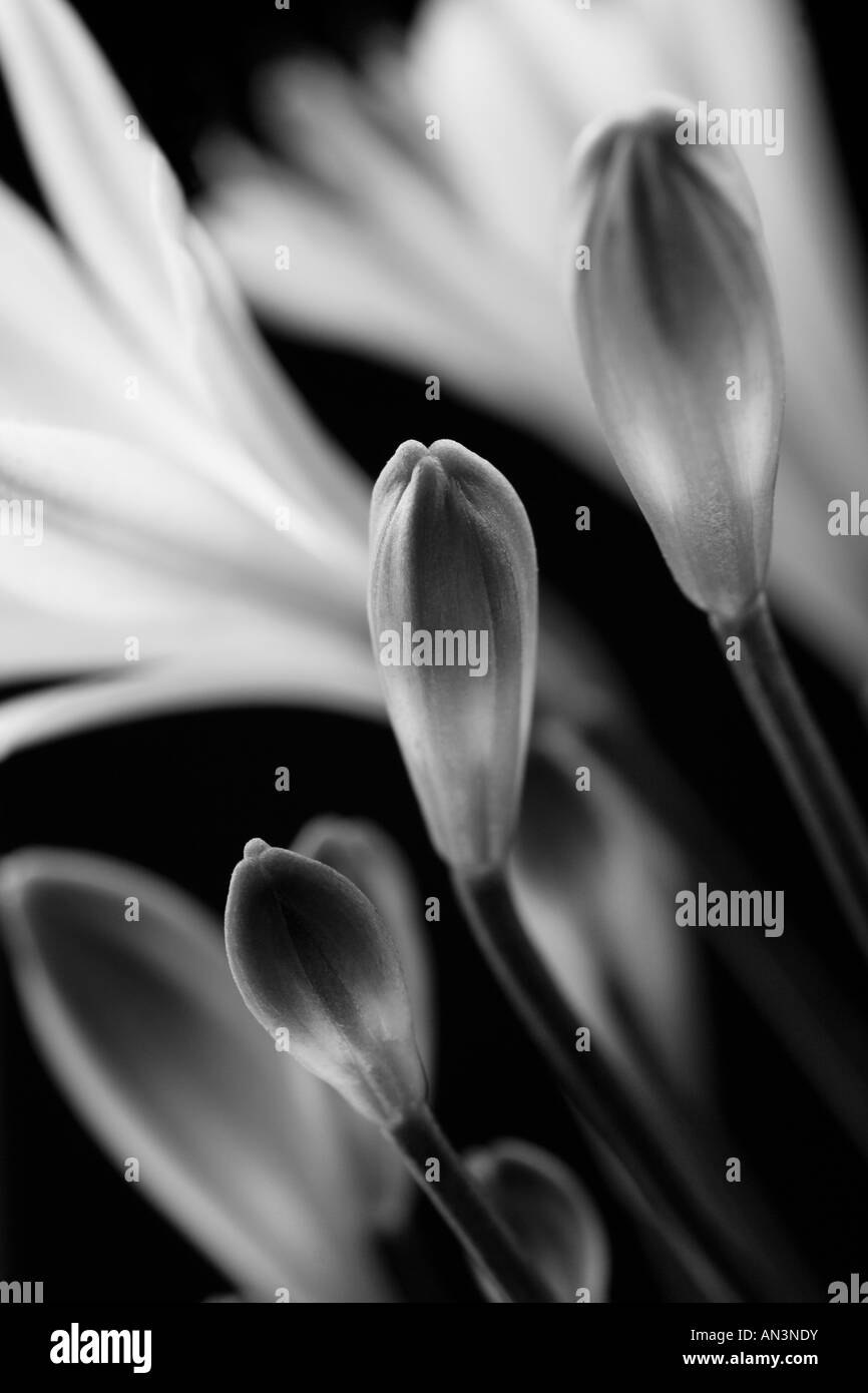 L'art noir et blanc Image abstraite de l'Agapanthus Fleurs et bourgeons. Banque D'Images