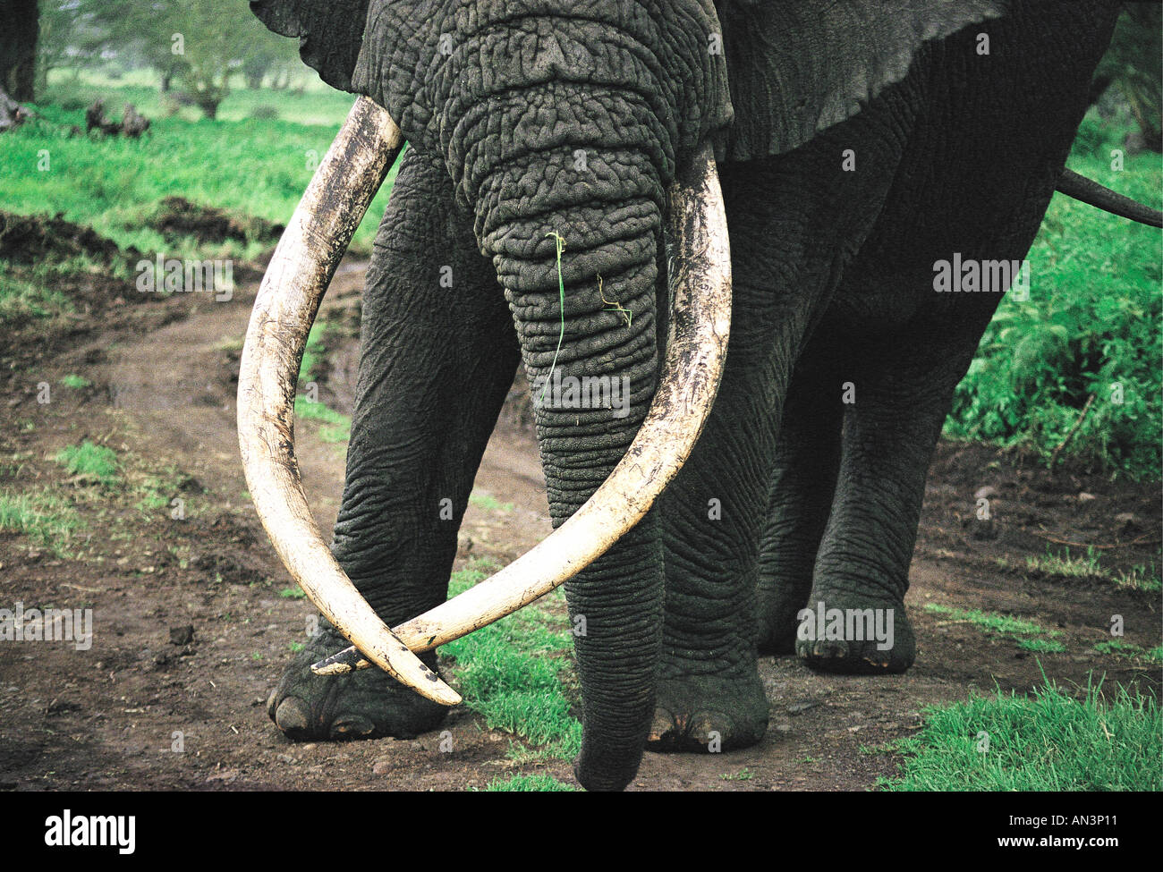 Portrait de l'éléphant mâle avec exceptionnellement longue et défenses symétriques Ngorongoro Crater Tanzanie Afrique de l'Est Banque D'Images