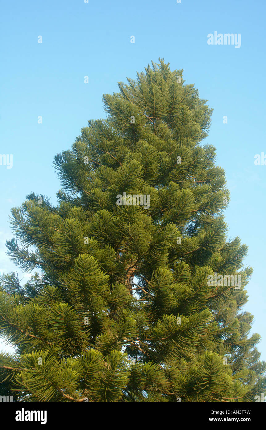 Île Norfolk Araucaria heterophylla pins araucaria excelsa AKA Banque D'Images