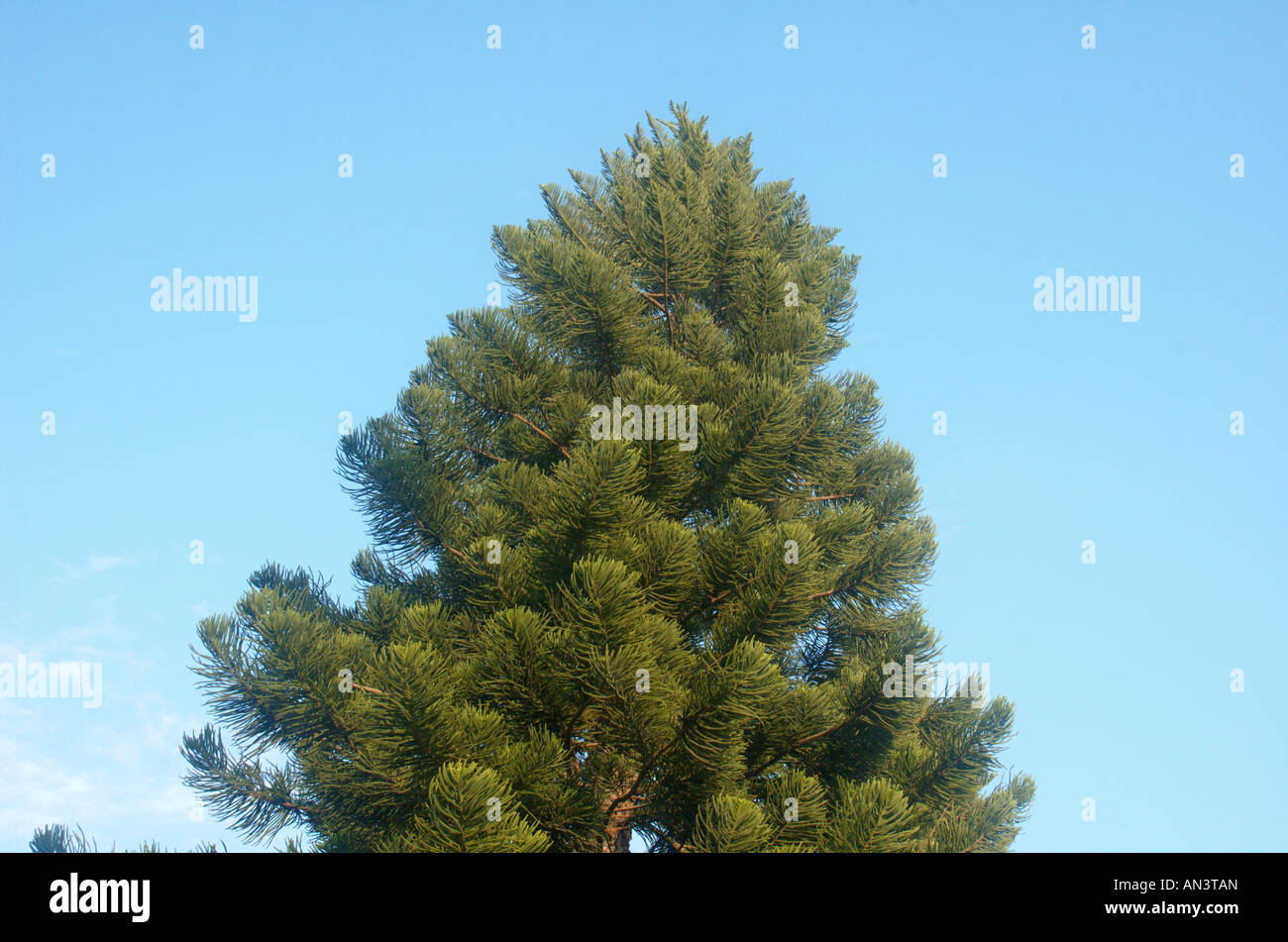 Île Norfolk Araucaria heterophylla pins araucaria excelsa AKA Banque D'Images