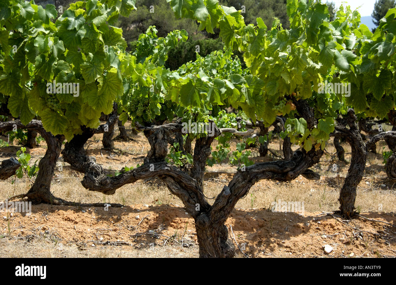 La vigne, Cotes du Rhone, France, Europe Banque D'Images