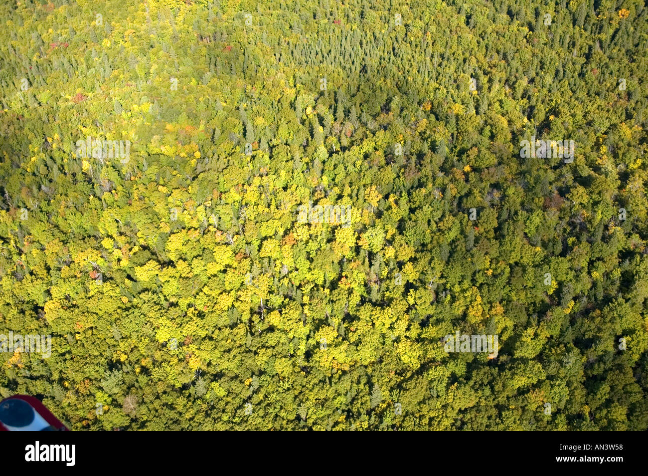 Vue aérienne d'une forêt mixte de feuillus et de résineux, dans le nord du Nouveau-Brunswick, Canada près de Dalhousie au début de l'automne Banque D'Images