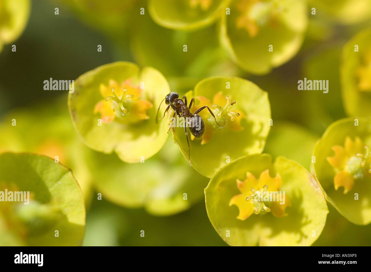 Peu d'Ant sur Euphorbia amygdaloides Banque D'Images