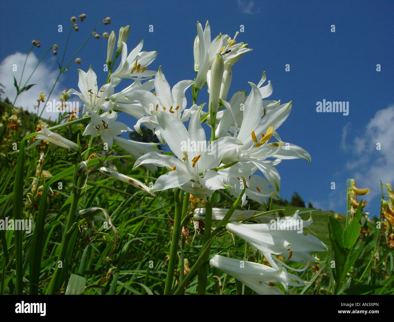 Paradisea liliastrum, weisse Paradieslilie, paradise lilies Banque D'Images