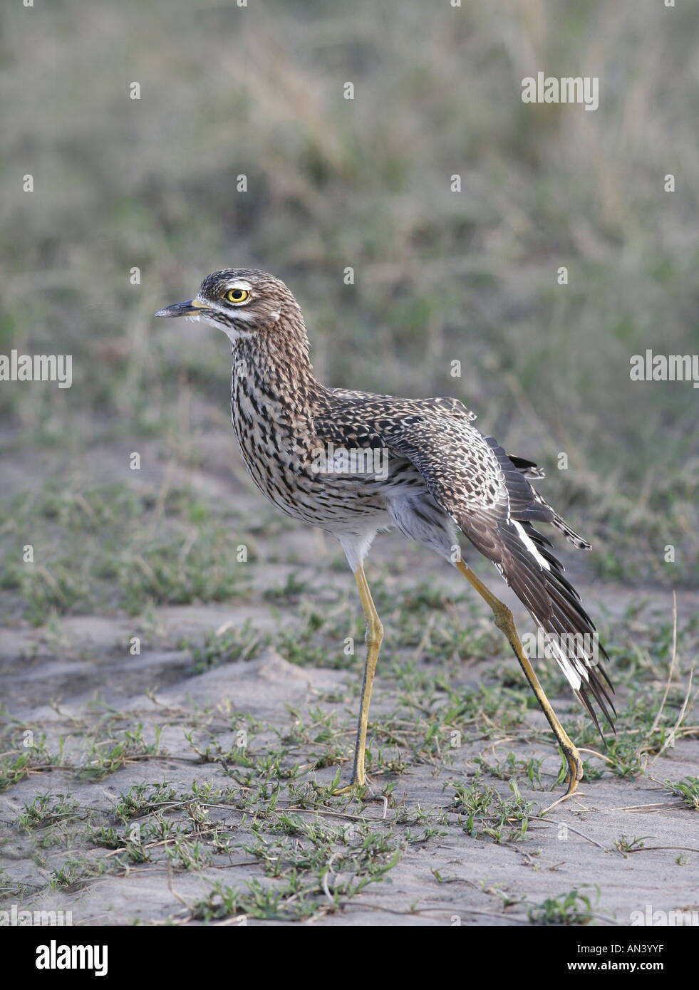 Burhinus capensis Spotted Dikkop stretching adultes Masai Mara Kenya aile Banque D'Images