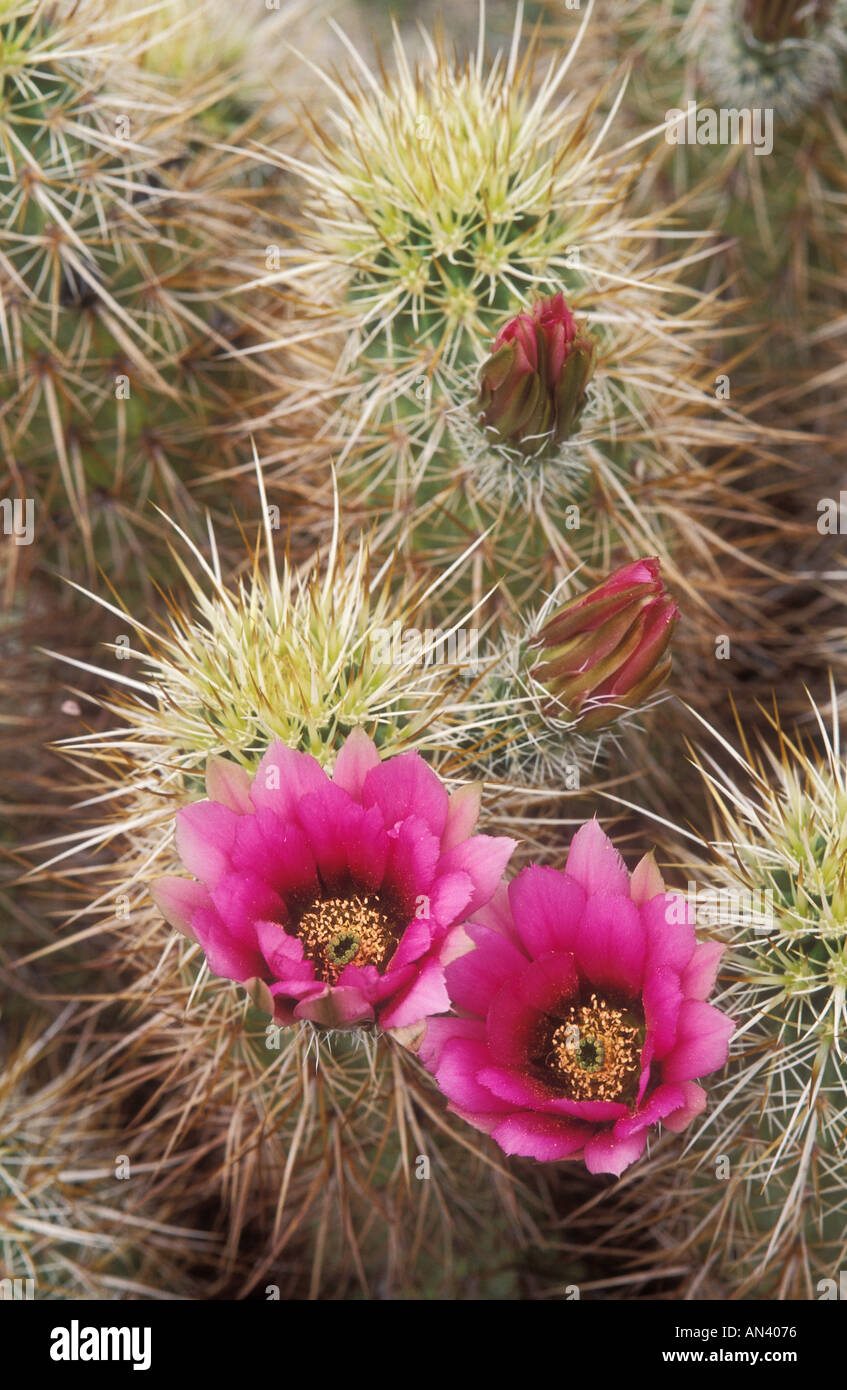 Hérisson d'Engelmann en fleur de cactus echinocereus engelmanii Anza Borrego desert State Park en Californie Banque D'Images