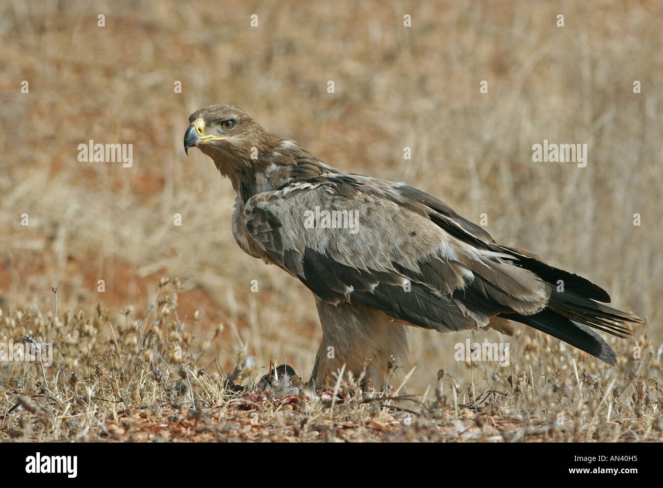 Aigle ravisseur Aquila rapax Africains nourrissent de jeunes adultes dans la carcasse de l'antilope Kenya Samburu Banque D'Images