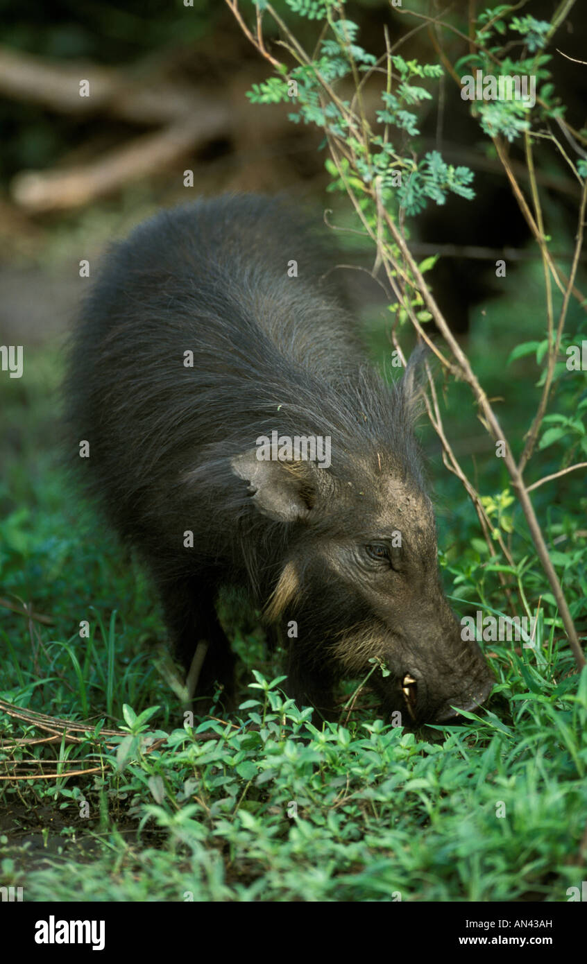 Une forêt géant du porc (Hylochoerus meinertzhageni) pâturage dans une végétation luxuriante Banque D'Images