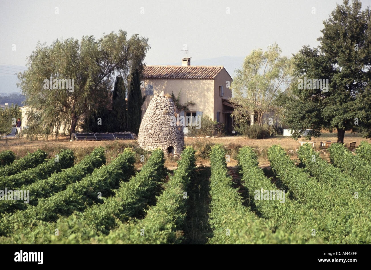 Provence France paysage viticole typique avec ancien bâtiment rangées de vignes Banque D'Images