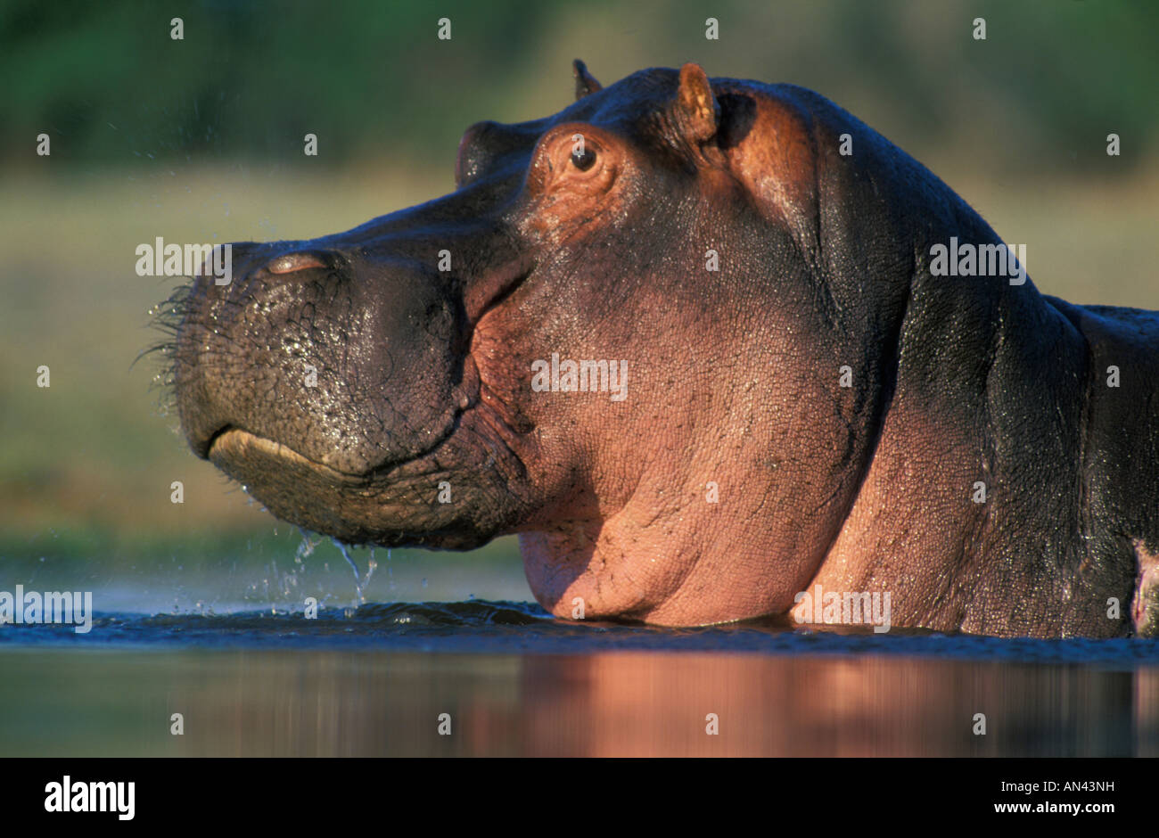 Close-up vue latérale d'un Hippopotame (Hippopotamus amphibius) dans l'eau Banque D'Images