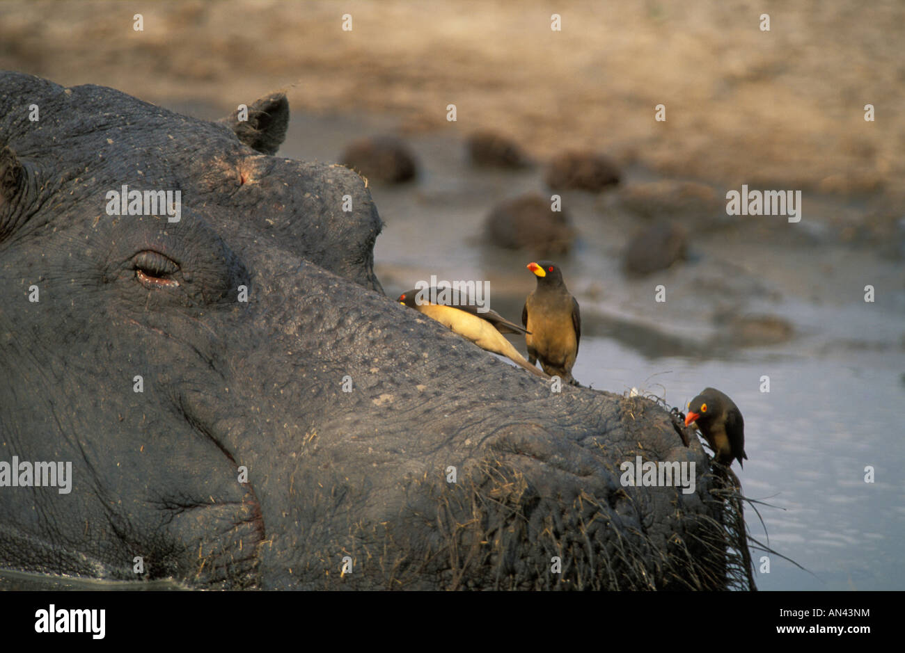 Vue rapprochée d'un Hippopotame (Hippopotamus amphibius) dans l'eau avec yellowbilled et redbilled oxpeckers sur son museau Banque D'Images