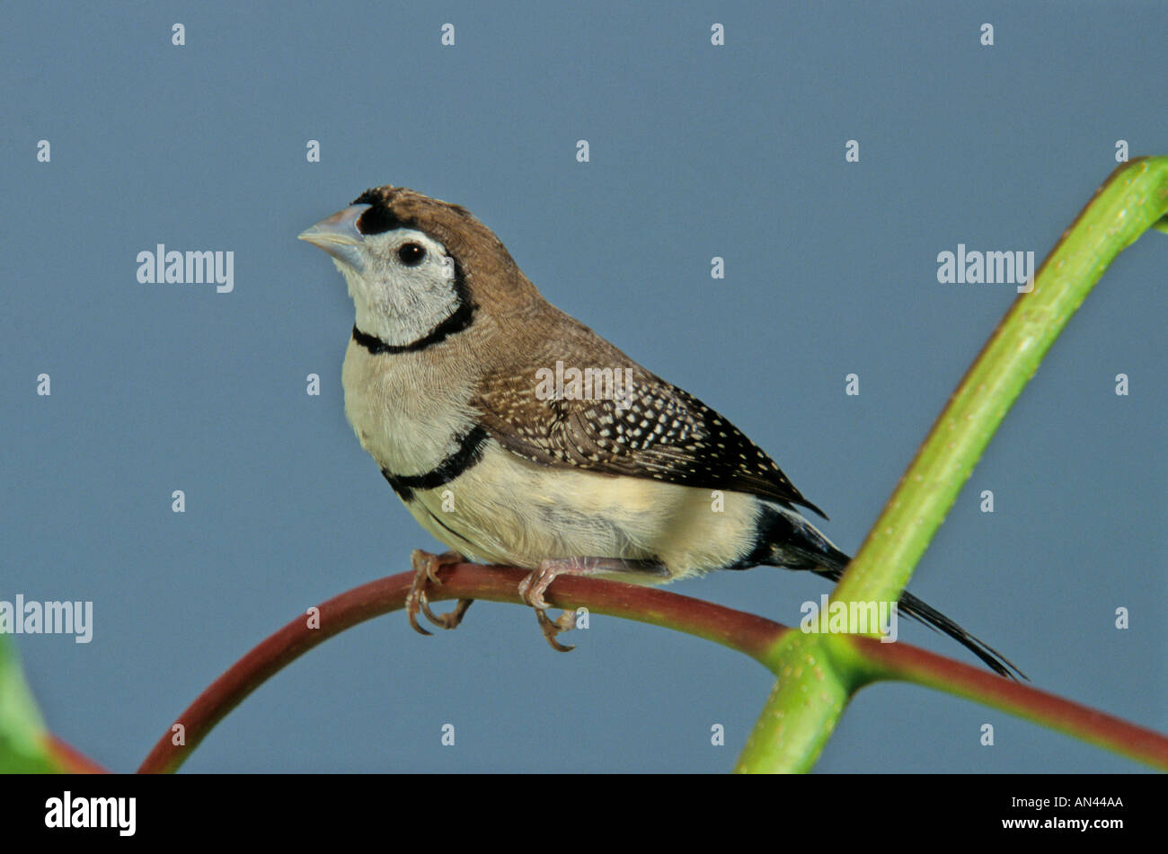 L'BICHINO FINCH. OWL FINCH. Barré double Finch. (Taeniopygia bichenovii) Banque D'Images