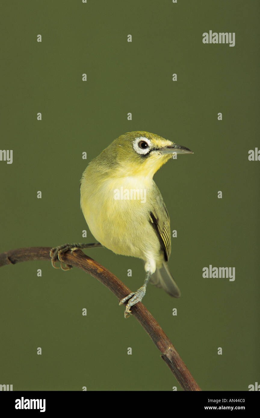 White-eye jaune d'Afrique. Zosterops africains (Zosterops senegalensis) pose sur une perche. Banque D'Images