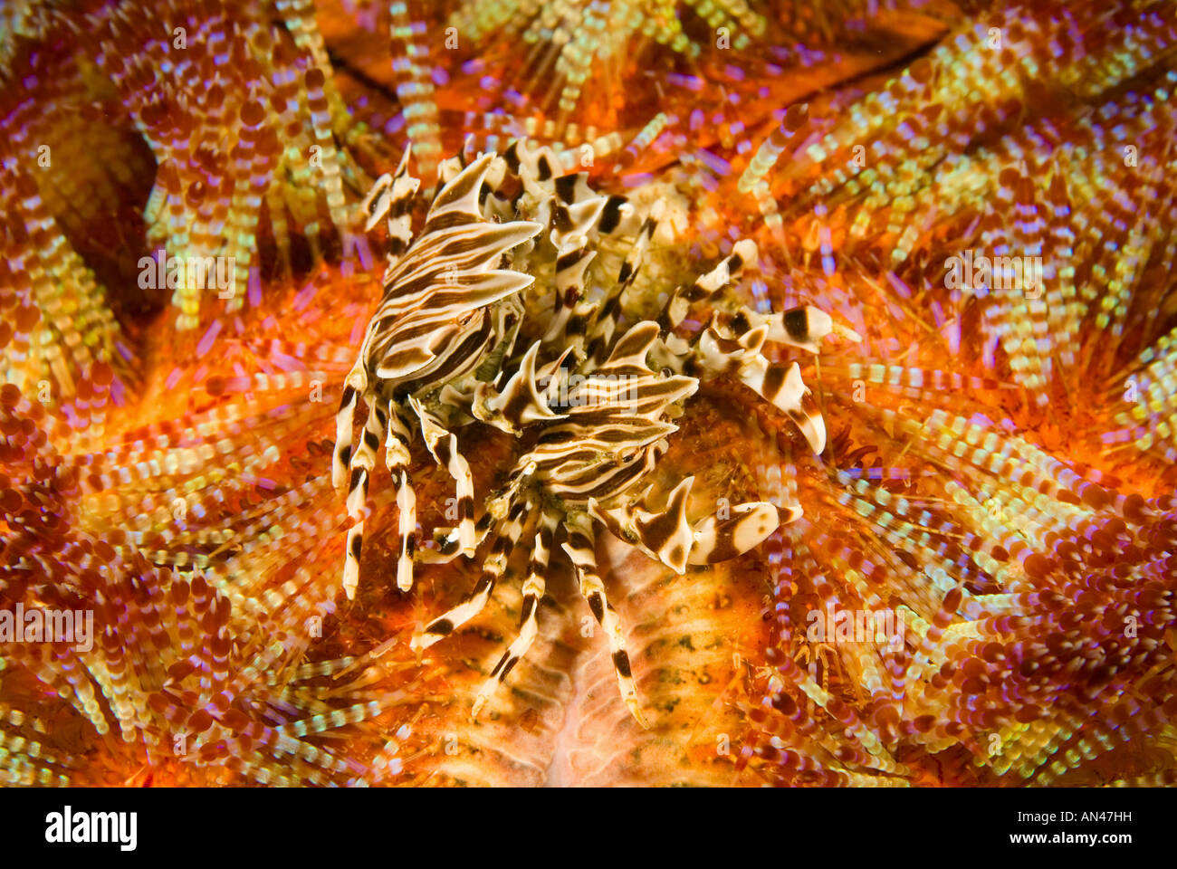 Les crabes Zebra Zebrida adamsii sur un feu Asthenosoma varium oursin le Parc National de Komodo en Indonésie Banque D'Images