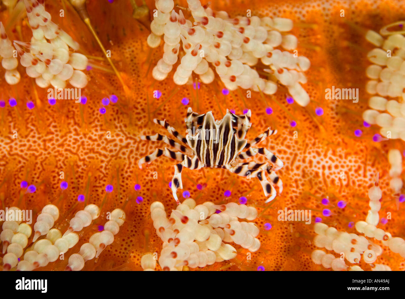 Crabe Zebrida Zebra adamsii sur un feu Asthenosoma varium oursin le Parc National de Komodo en Indonésie Banque D'Images
