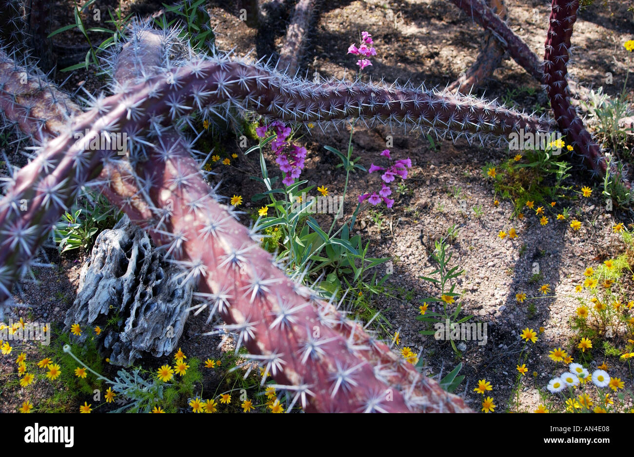 Serpent géant ou ramper LOG CACTUS mammillaria matudae en Arizona Banque D'Images