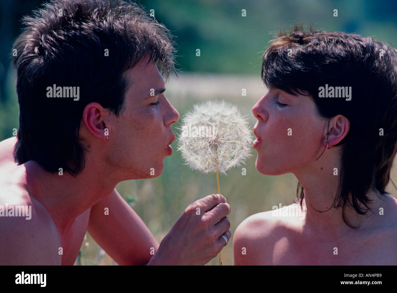 Dandelion clock Corfu Banque D'Images