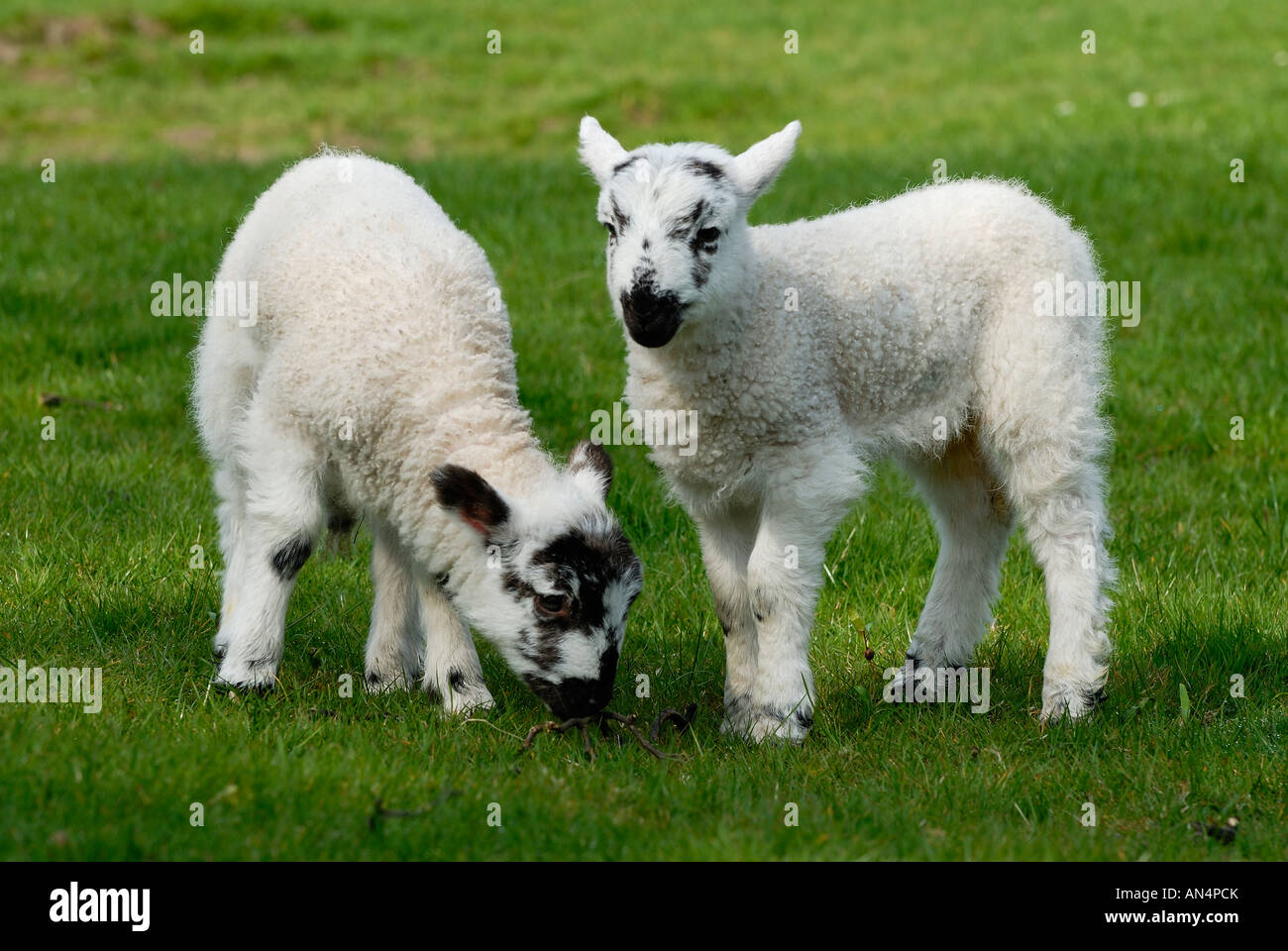 Deux jeunes agneaux appréciant les soleil du printemps. Banque D'Images