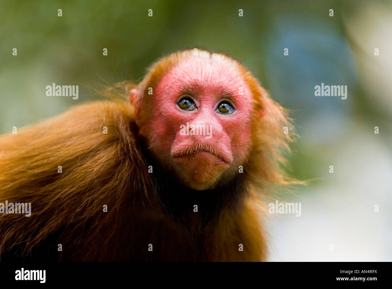 Singe Cacajao calvus Uakari rouge jeune ucayalii Banque D'Images